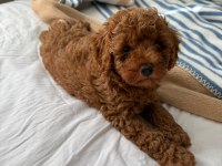 Toy Poodle Köpeğimiz