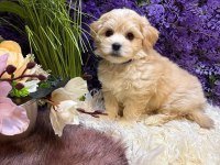 Aşılı Pasaportlu  Mikroçipli Maltipoo  Yavrularımız 