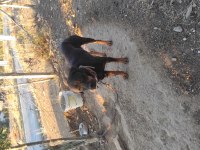 Dişi Rottweiler