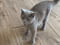 ACİL SAHİPLENDİRİYORUZ KEDİMİZİ