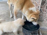 Akita golden retriever mix yavrular