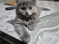 Scottish fold yavrumuz
