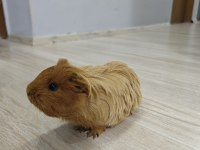 Ginepig Dişi