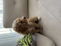 2 buçuk aylık poodle
