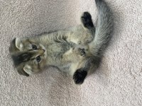 Saf ırk anneden secereli yavrumuz scottish fold