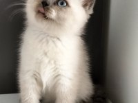 British shorthair Blue point Erkek yavrum