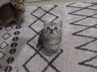 2 Aylık British Shorthair Erkek ve Dişi