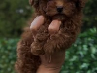 Mükemmel Güzellikteki Toy Poodle Yavrularımız