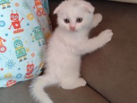 Uygun şartlarda scottish fold kedilerimiz