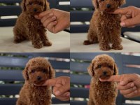 Yavru Köpeğimiz Toy Poodle