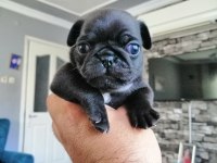 Pug yavrularımız evde bakılıyor