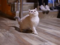 SAFKAN ERKEK KEDİMİZ SAHİBİNİ ARIYOR