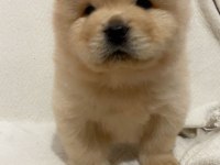 Chow chow köpeği yavrular