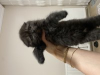1 buçuk aylık scottish fold kedimizin yavrusu