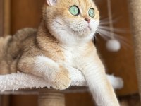 Kısırlaştırma şartıyla ücretsiz british shorthair