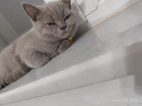 British Shorthair Yavrumuz