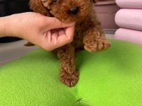TOY POODLE 3 AYLIK YAVRULAR