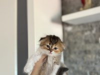 SCOTTISH FOLD SEVİMLİ YAVRULARIM 
