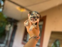 French bulldog mavişlerimi görmeye ne dersiniz