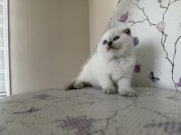 BAL KÜPÜ KAR TOPU BLUE POİNT KEDİLER