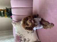 Toy poodle 8 aylık
