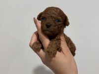 Kore poodle