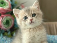 Lila Gold Yavru British Shorthair