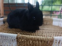 Hollanda cüce tavşan ve Hollanda mini lop