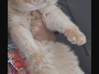British shorthair ny11 golden