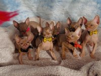 Naked Beauty Sphynx Cattery