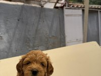 Teslime hazır maltipoo yavrularımız
