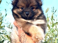Güzellik abideleri pomeranian köpekler