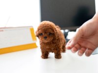 KAPIDA ÖDEMELİ TOY POODLE BEBEKLERİM