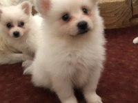 Spitz pomeranian bebekler