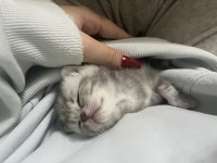 British shorthair yavrumuz yuva arıyor