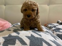 Kore poodle köpekler