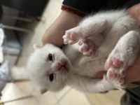 Yavru scottish fold sahiplendirme