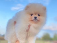ÜST DÜZEY POMERANIAN BOO