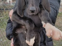 Great Dane Danua Yavrular