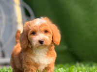 Kendi maltipoo yavrularım dişi ve erkek mevcut
