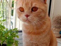 2 Yaşında Kısır British Shorthair