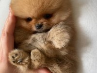 Mükemmel ayı surat pomeranian boo