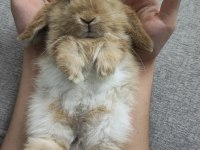 Mini lop orjinal safkan ırk tavşan