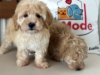 En güzel mini boy maltipoo lar ziyarete açık