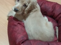 2,5 Aylık Safkan Aşıları Tam Akıllı Dişi Cocker