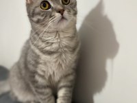 British shorthair kızıma yeni yuva arıyorum