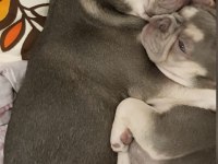 Kardeş French bulldog sahiplendirme