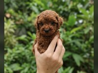 Kore Red Brown Toy Poodle Yavrular