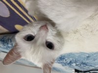 Kedimiz Mincira Acil Ömürlük Yuva Arıyoruz