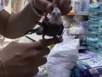 Evcil Konuşan Sultan Papağanı
